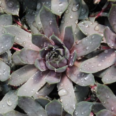 Sempervivum Purple Beauty