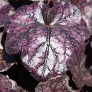 Heuchera Grape Expectations