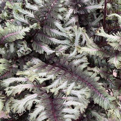 Athyrium niponicum Crested Surf