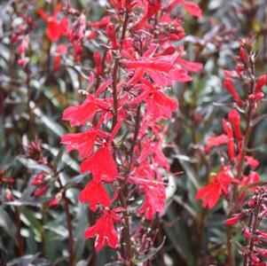 Lobelia Queen Victoria