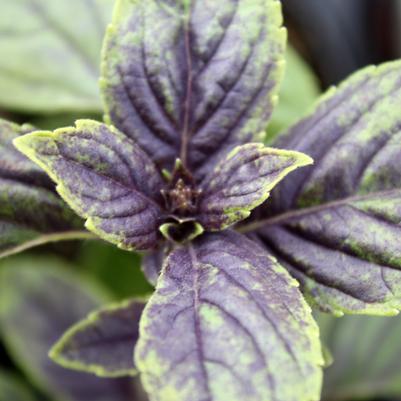 Basil African Blue