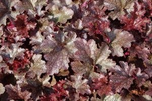 Heuchera Plum Pudding