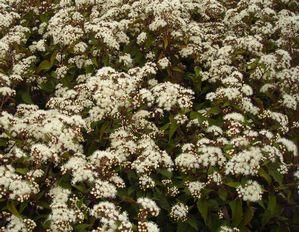 Eupatorium rugosum Chocolate