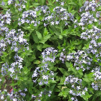 Amsonia Blue Ice