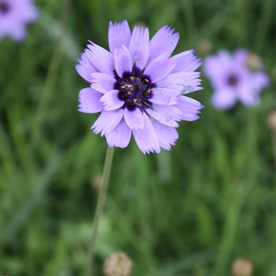 Catananche caerulea 