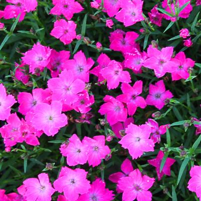 Dianthus Kahori® BEAUTIES 