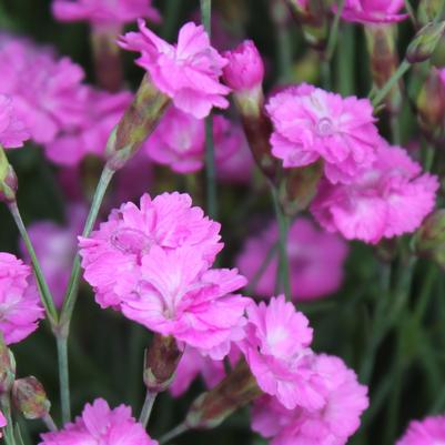 Dianthus gratianapolitanus Tiny Rubies