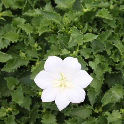 Campanula carpatica White Clips