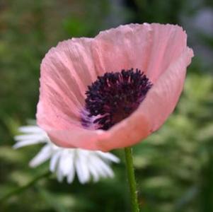 Papaver orientale Princess Victoria Louise