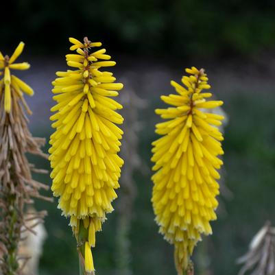 Kniphofia Gold Rush