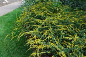 Solidago rugosa Fireworks