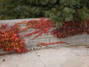 Parthenocissus tricuspidata 