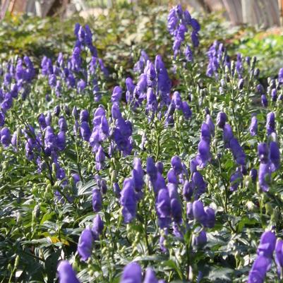 Aconitum fischeri 