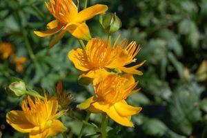 Trollius chinensis Golden Queen