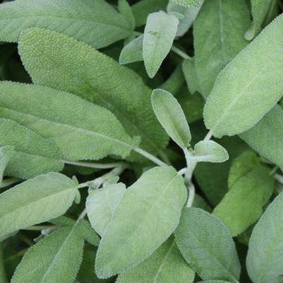 Sage, Common 