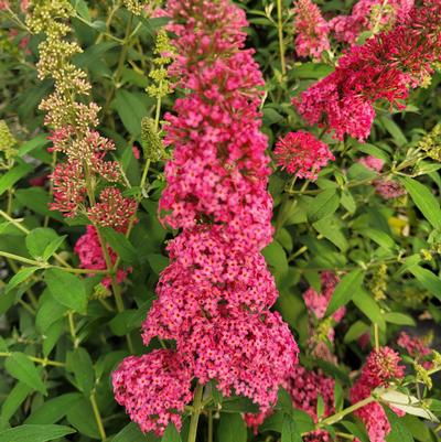 Buddleia Monarch® Prince Charming