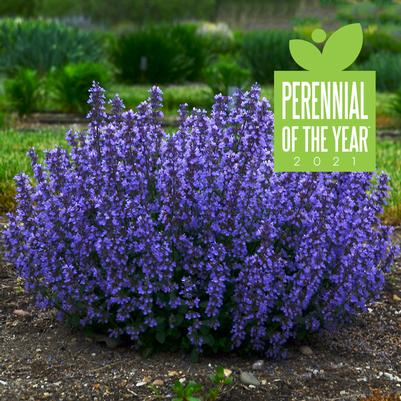 Nepeta Cat's Pajamas (Catmint)