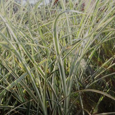 Miscanthus sinensis Variegatus