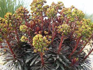 Euphorbia Blackbird