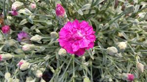 Dianthus Edgehog