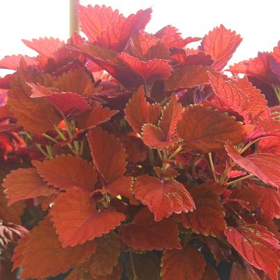 Coleus Inferno