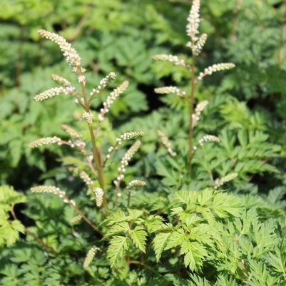 Aruncus aethusifolius Noble Spirits