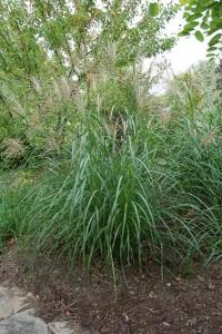 Miscanthus sinensis Silberfeder