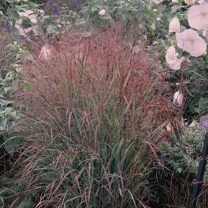 Panicum virgatum Shenandoah