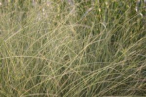 Miscanthus sinensis Morning Light