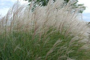 Miscanthus sinensis Graziella