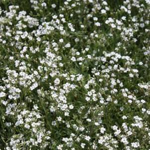 Gypsophila repens Alba