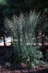 Molinia caerulea arundinacea Skyracer