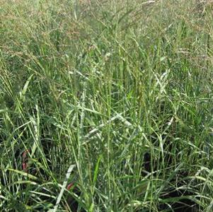 Panicum virgatum Heavy Metal