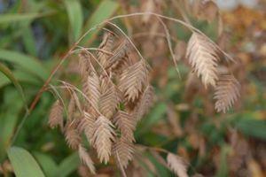 Chasmanthium latifolium 