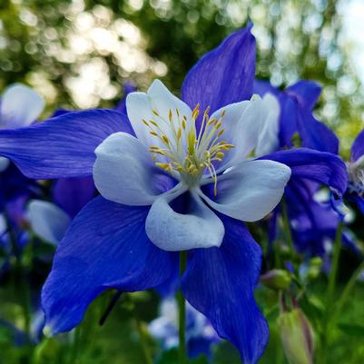 Aquilegia Earlybird™ Blue White