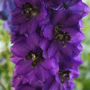 Delphinium Black Knight