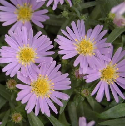 Aster dumosus Wood's Light Blue