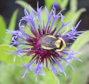 Centaurea montana Blue