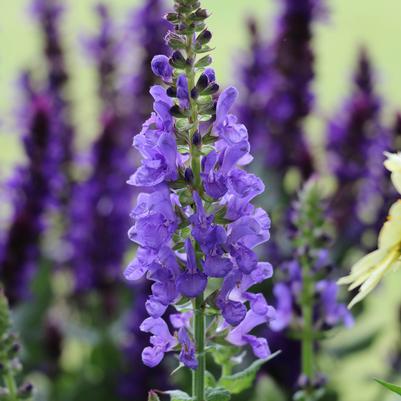 Salvia nemorosa Blue Marvel