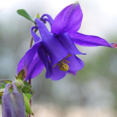 Aquilegia alpina 