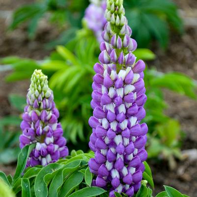 Lupinus Gallery Blue