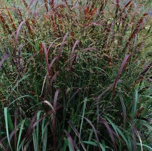 Panicum virgatum Prairie Fire