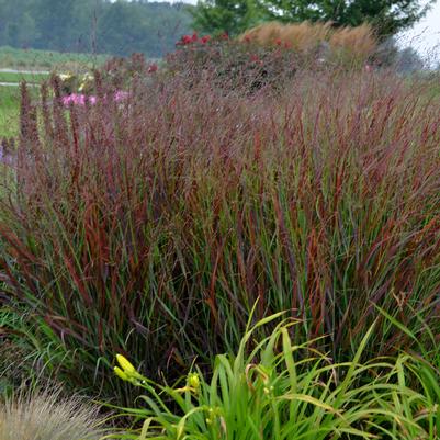 Panicum virgatum Prairie Winds Cheyenne Sky