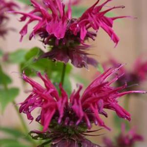 Monarda Mahogany