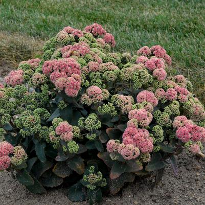 Sedum Rock 'n Grow Coraljade