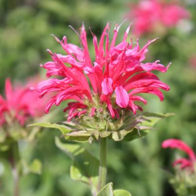 Monarda didyma Coral Reef