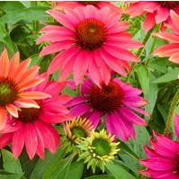 Echinacea Sombrero® Tres Amigos 