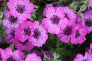 Geranium cinereum Carol