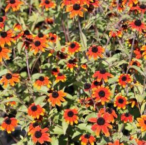 Rudbeckia triloba Prairie Glow