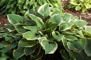 Hosta fortunei Aureomarginata